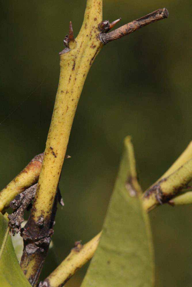              First year twig (Riverside, CA)       